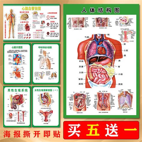 身體結構圖女|人體內臟解剖圖最全整理，教你零基礎學好內科學！